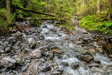 Slovak Cumhuriyeti 'nin Low Tatras dağlarındaki Demanovska vadisindeki su akıntısı. Yürüyüş teması. Mevsimsel doğal sahne.