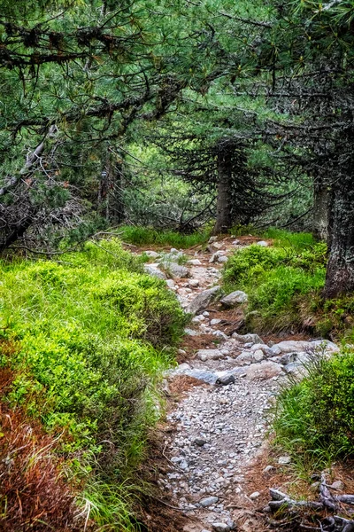 Ścieżka Lesie Iglastym Tatry Wysokie Republika Słowacka Temat Wędrówki Sezonowa — Zdjęcie stockowe