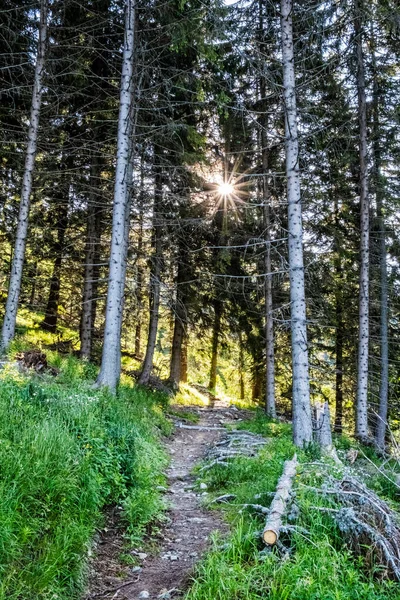 Promenad Barrskog Höga Tatrabergen Slovakien Vandringstema Säsongsmässig Naturlig Scen — Stockfoto