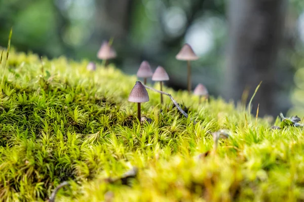 Detailed Photo Mushrooms High Tatras Mountains Slovak Republic Seasonal Natural — Stock Photo, Image