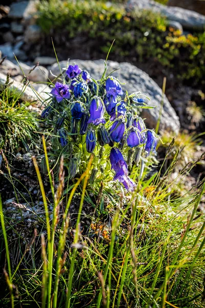 Campanula Serrata Bloemen Hoge Tatra Bergen Slowakije Seizoensgebonden Natuur — Stockfoto