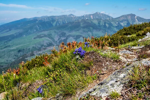 Campanula Serrata Flowers High Tatras Mountains Slovak Republic Seasonal Natural — Stock Photo, Image
