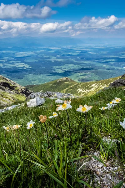 Dryas Octopetala Flores Tatras Alta Montanhas República Eslovaca Cena Natural — Fotografia de Stock