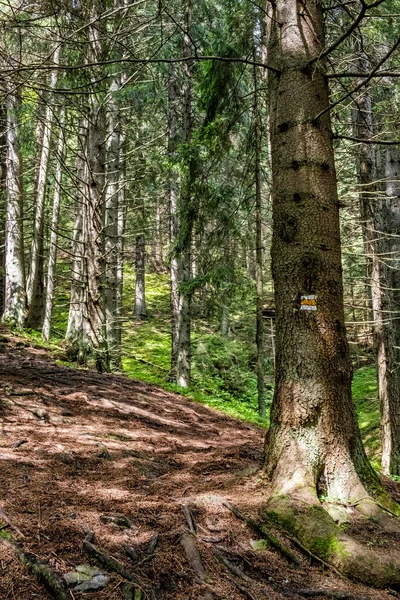 Kozalaklı Ormandaki Patika Low Tatras Dağlarındaki Demanovska Vadisi Slovak Cumhuriyeti — Stok fotoğraf