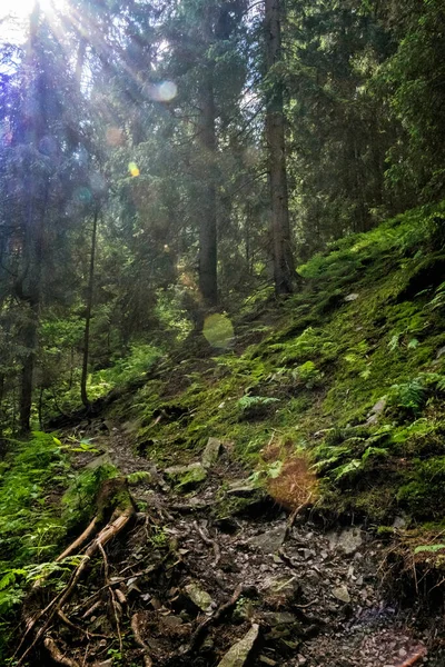 ทางเท าในป าคอนน เฟอร เขา Tatras สาธารณร ฐสโลวาเก นเขา ฉากธรรมชาต — ภาพถ่ายสต็อก