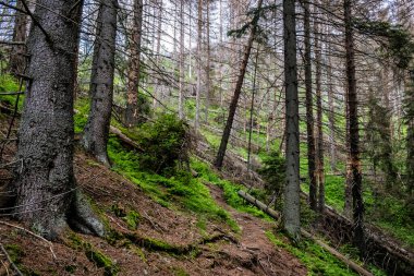 Orman yolu Sina Tepesi, Aşağı Tatras Dağları, Slovakya Cumhuriyeti. Yürüyüş teması. Mevsimsel doğal sahne.