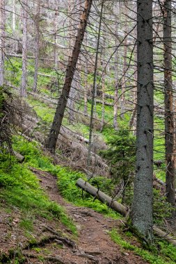 Orman yolu Sina Tepesi, Aşağı Tatras Dağları, Slovakya Cumhuriyeti. Yürüyüş teması. Mevsimsel doğal sahne.