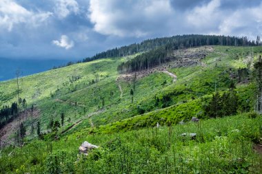 Low Tatras dağlarında kereste kesimi, Slovak cumhuriyeti. Ormanların yok edilmesi teması. Mevsimsel doğal sahne.