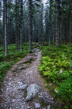 Kozalaklı ormanlardaki patika, Batı Tatras dağları, Slovakya Cumhuriyeti. Yürüyüş teması. Mevsimsel doğal sahne.