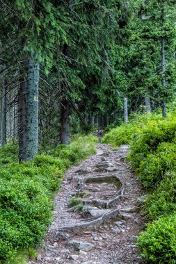 Kozalaklı ormanlardaki patika, Batı Tatras dağları, Slovakya Cumhuriyeti. Yürüyüş teması. Mevsimsel doğal sahne.
