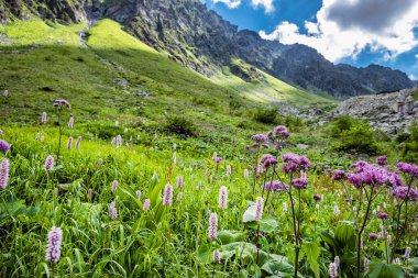 Çiçekli çayır, Üzgün Vadi, Batı Tatras, Slovak Cumhuriyeti. Yürüyüş teması. Mevsimsel doğal sahne.