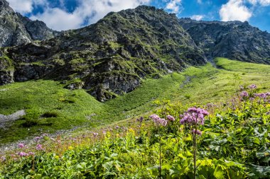 Çiçekli çayır, Üzgün Vadi, Batı Tatras, Slovak Cumhuriyeti. Yürüyüş teması. Mevsimsel doğal sahne.