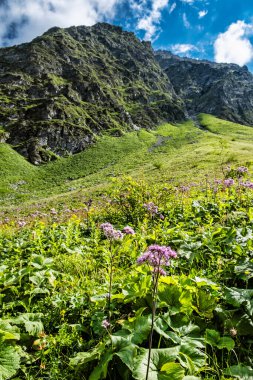 Çiçekli çayır, Üzgün Vadi, Batı Tatras, Slovak Cumhuriyeti. Yürüyüş teması. Mevsimsel doğal sahne.