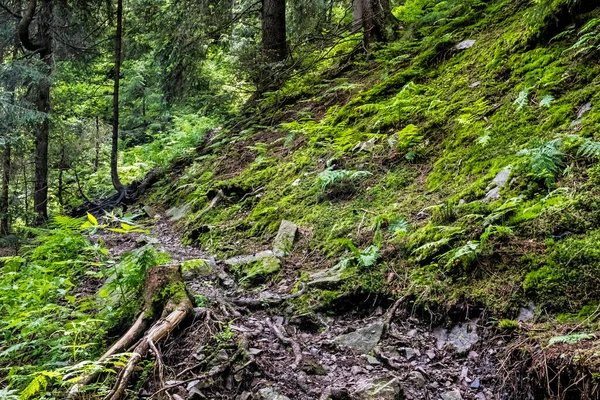 Voetpad Naaldbos Lage Tatra Bergen Slowakije Wandelthema Seizoensgebonden Natuur — Stockfoto