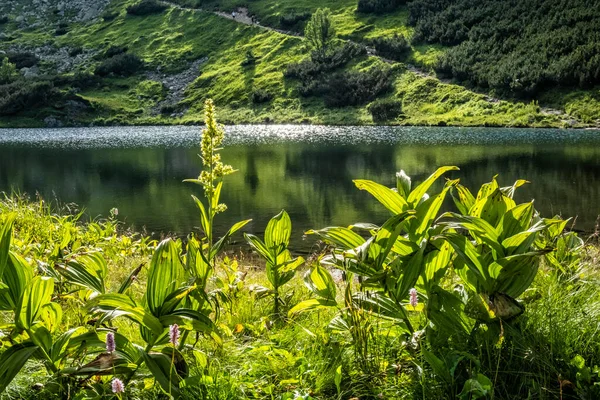 Rohac Tarn Tatras Occidental República Eslovaca Tema Senderismo Escena Natural — Foto de Stock