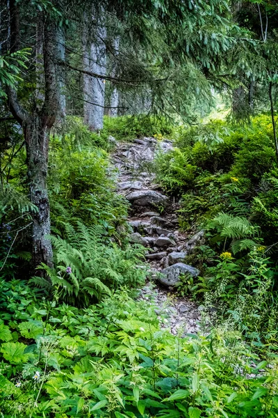 針葉樹林 西タトラ山脈 スロバキア共和国の歩道 ハイキングのテーマ 四季折々の自然 — ストック写真