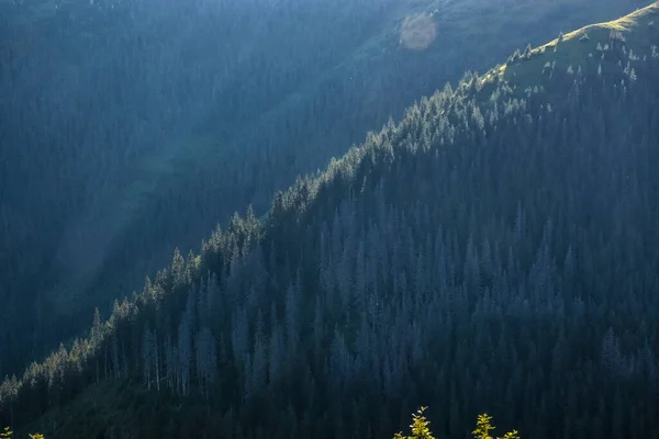 Nascer Sol Floresta Coníferas Montanhas Tatras Ocidental República Eslovaca Tema — Fotografia de Stock