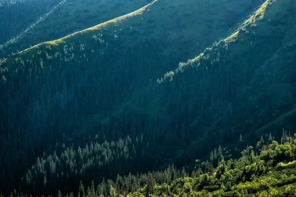 Nascer Sol Floresta Coníferas Montanhas Tatras Ocidental República Eslovaca Tema — Fotografia de Stock