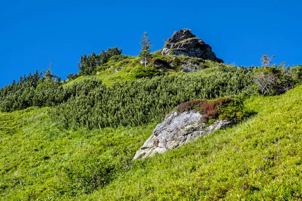 斯洛伐克共和国西塔特拉山风景中的梅朵场景 远足的主题 季节性的自然景观 — 图库照片