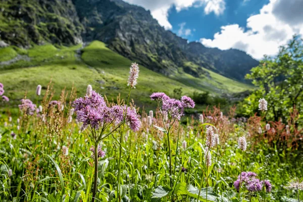 Flowering Meadow Sad Valley Western Tatras Slovak Republic Hiking Theme — Stock Photo, Image