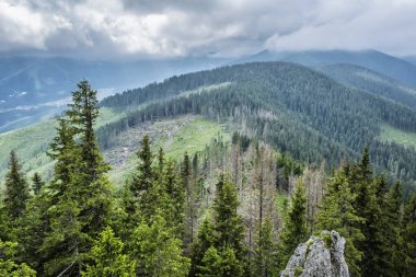 Demanovska vadisi, Low Tatras dağları, Slovak cumhuriyeti. Ormanların yok edilmesi teması. Mevsimsel doğal sahne.