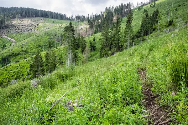 Madeira Serrada Nas Montanhas Low Tatras República Eslovaca Tema Desmatamento — Fotografia de Stock