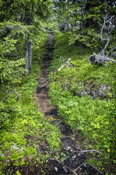 Stezka Jehličnatém Lese Vrchol Sina Demanovská Dolina Nízké Tatry Slovenská — Stock fotografie