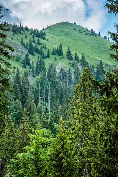 シーナピーク デマノフスカ渓谷 低タトラ山脈 スロバキア共和国 ハイキングのテーマ 四季折々の自然 — ストック写真