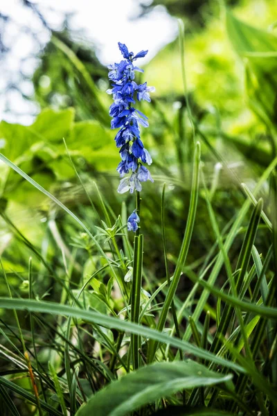 Flor Azul Pico Sina Valle Demanovska Montañas Low Tatras República — Foto de Stock