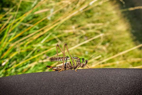 Stor Grön Gräshoppa Kvinnans Ben Detaljerad Naturscen — Stockfoto