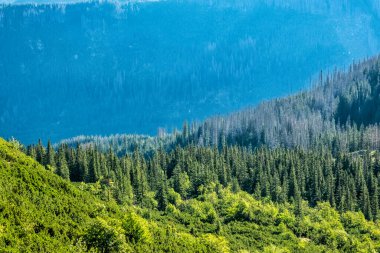 Kozalaklı orman, Batı Tatras dağları, Slovak cumhuriyeti. Yürüyüş teması. Mevsimsel doğal sahne.