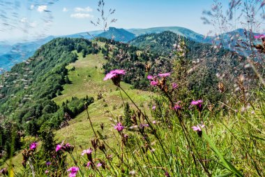 Çayırdaki çiçekler, Büyük Fatra Dağları, Slovakya Cumhuriyeti. Mevsimsel doğal sahne. Seyahat güzergahı. Yürüyüş teması.