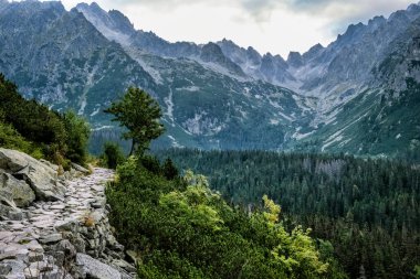 Kozalaklı ormandaki patika, Mengusovska vadisi, yüksek Tatras dağları, Slovakya cumhuriyeti. Yürüyüş teması. Mevsimsel doğal sahne.