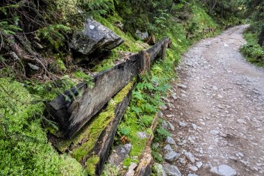 Kozalaklı ormanlarda, yüksek Tatra dağlarında, Slovak cumhuriyetinde patika. Yürüyüş teması. Mevsimsel doğal sahne.