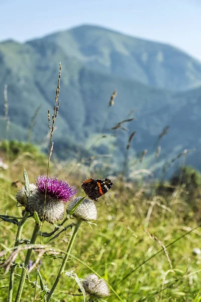 Purple Thistle Butterfly Green Meadow Big Fatra Mountains Slovak Republic — Stock Photo, Image