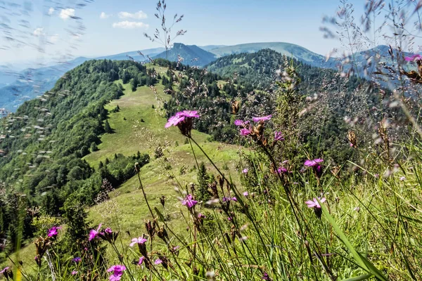 Flowers Meadow Big Fatra Mountains Slovak Republic Seasonal Natural Scene — Stock Photo, Image