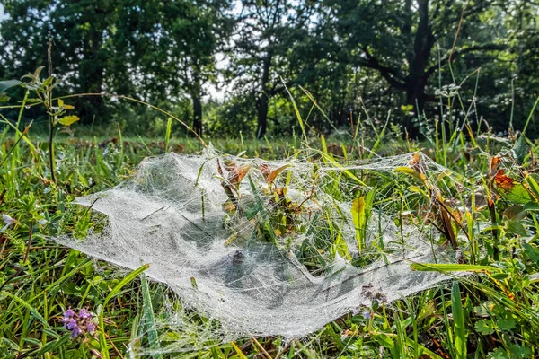Çimlerde Örümcek Ağı Gavurky Doğa Koruma Alanı Slovak Cumhuriyeti Mevsimsel — Stok fotoğraf