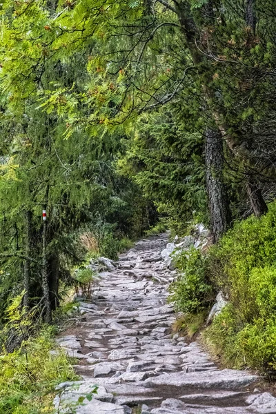 Sendero Bosque Coníferas Valle Mengusovska Altas Montañas Tatras República Eslovaca — Foto de Stock