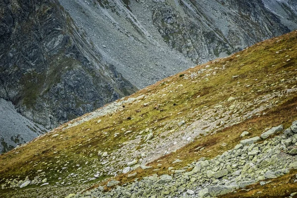Alpok Chamois Csorda Rupicapra Rupicapra Magas Tátra Hegység Szlovák Köztársaság — Stock Fotó