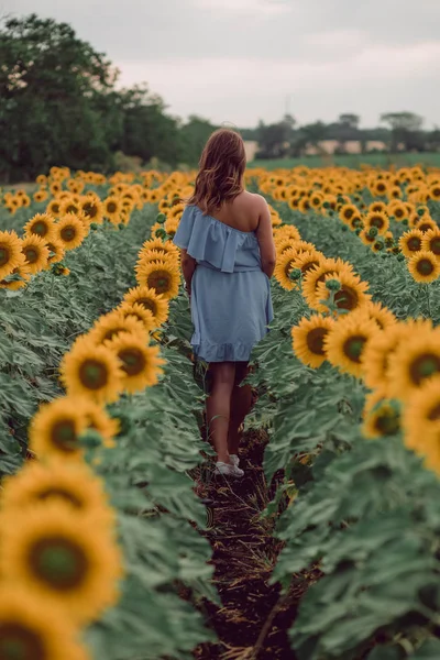 梦到穿着蓝色衣服的年轻女子在夏天走在向日葵的田野里 从她的背上看 全身而前复制空间 — 图库照片