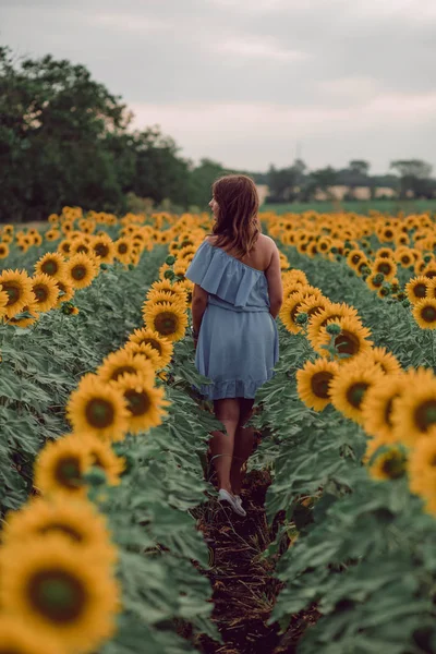 梦到穿着蓝色衣服的年轻女子在夏天走在向日葵的田野里 从她的背上看 向一边看去 全身而前复制空间 — 图库照片