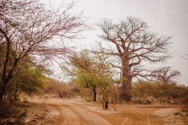 Sandy yol içinde Safari. Baobab ve bush Senegal, Afrika ormanlarda. Yaban hayatı Bandia yedekte. Sıcak, kuru iklim.