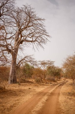 Kuşlar kumlu yollarda kaçıyor. Yaban hayatı içinde Safari. Baobab ve bush Senegal, Afrika ormanlarda. Bandia rezerv. Sıcak, kuru iklim. Dikey görünüm.