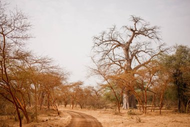 Kumlu yol yol. Yaban hayatı içinde Safari. Baobab ve bush Senegal, Afrika ormanlarda. Bandia rezerv. Sıcak, kuru iklim.