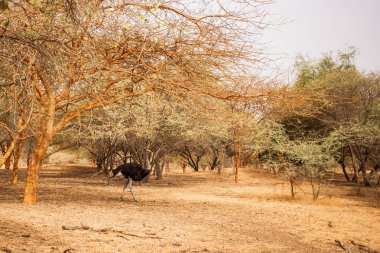 Devekuşu kumlu yolda ağaçlar arasında yürüyüş. Yaban hayatı içinde Safari. Baobab ve bush Senegal, Afrika ormanlarda. Bandia rezerv. Sıcak, kuru iklim.