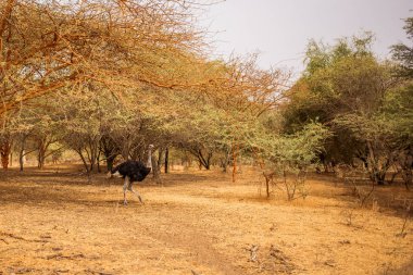 Devekuşu kumlu yolda ağaçlar arasında yürüyüş. Yaban hayatı içinde Safari. Baobab ve bush Senegal, Afrika ormanlarda. Bandia rezerv. Sıcak, kuru iklim.