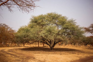 Büyük yeşil ağaç kumlu yolda büyük gölge yapma. Yaban hayatı içinde Safari. Baobab ve bush Senegal, Afrika ormanlarda. Bandia rezerv. Sıcak, kuru iklim.