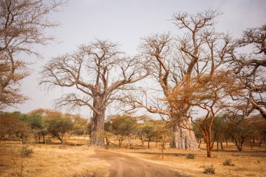 Kumlu topraklar üzerinde iki büyük Baobabs. Yaban hayatı içinde Safari. Baobab ve bush Senegal, Afrika ormanlarda. Bandia rezerv. Sıcak, kuru iklim.
