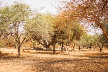 Zebralar ağaçların altında saklanıyor. Yaban hayatı içinde Safari. Baobab ve bush Senegal, Afrika ormanlarda. Bandia rezerv. Sıcak, kuru iklim.