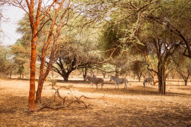 Zebralar ağaçların altında saklanıyor. Yaban hayatı içinde Safari. Baobab ve bush Senegal, Afrika ormanlarda. Bandia rezerv. Sıcak, kuru iklim.